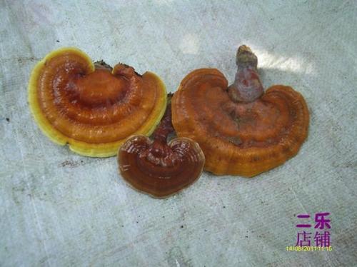 灵芝苦是真不苦是真
