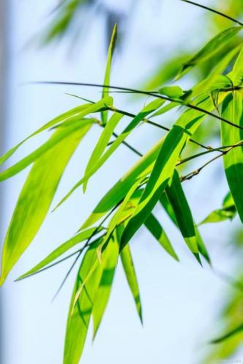 风吹雨顺的意思