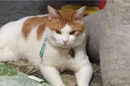 为什么抓猫咪后颈拼命反抗