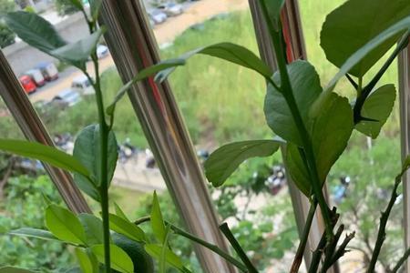 柠檬树没有芽点可以长新芽吗