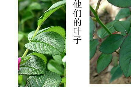 兔子能吃月季花叶子吗