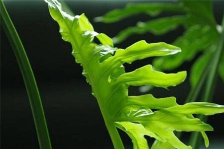 龟背蛙什么意思