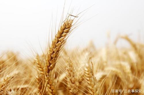 冲粮是什么意思