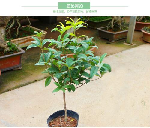 白蜡嫁接桂花寿命