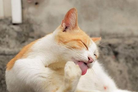 猫有思想和感情吗