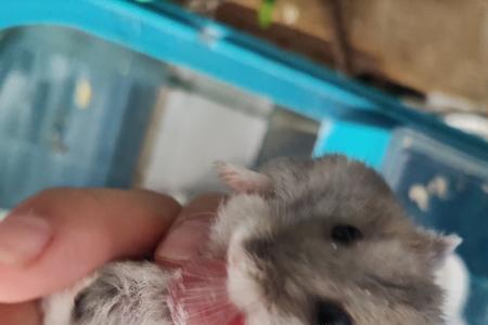 仓鼠牙掉了怎么办