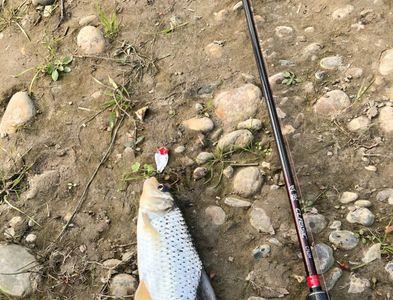 春季钓花骨鱼的最佳时间