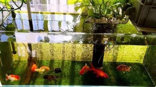 家庭养鱼推荐中大型