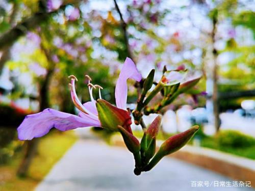 花开随缘花落随意是什么意思