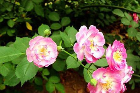 蔷薇和月季哪个季节养殖好活