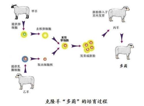 克隆技术可以复活人吗