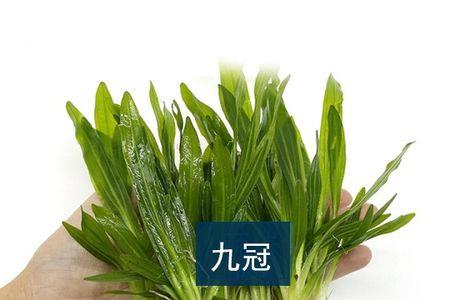 绿九冠可以干养吗