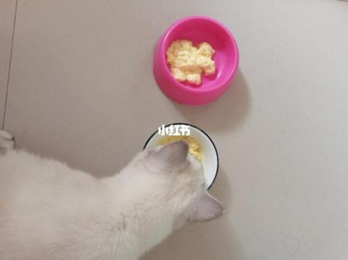 猫辅食多久吃一次