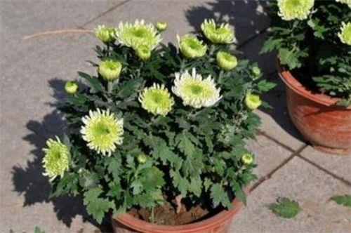 6月天能修剪菊花吗
