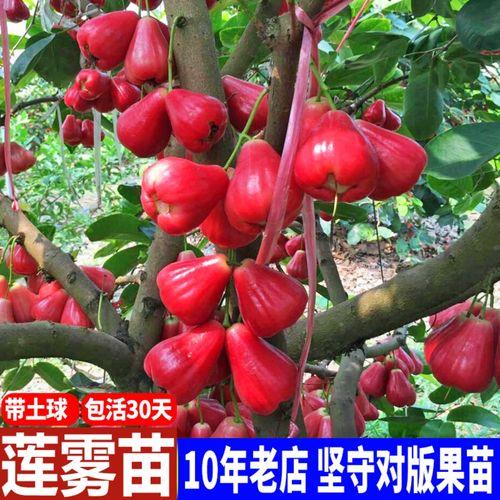 为什么六月份栽莲雾会脱叶
