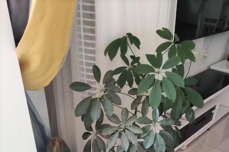 鸭掌木能放北阳台吗