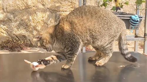 猫被重物砸了怎么处理