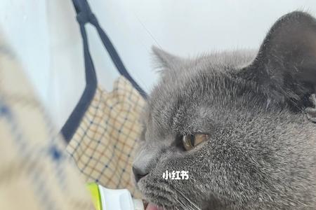 三个月的蓝猫喂多少营养膏