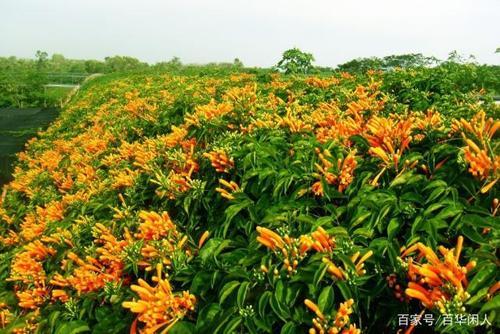 素藤什么时候栽种适合