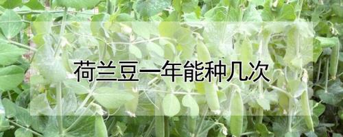 荷兰豆一窝栽几棵