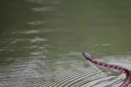 赤链蛇为什么进家