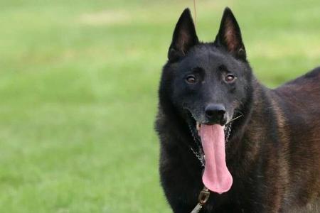 成都马犬属于禁养犬吗