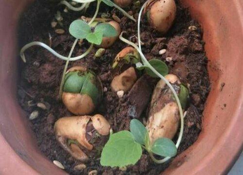 菠萝蜜的核可以种植吗