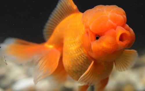 水温15度金鱼能喂食吗