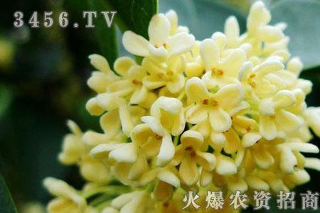 桂花树能浇纯牛奶吗