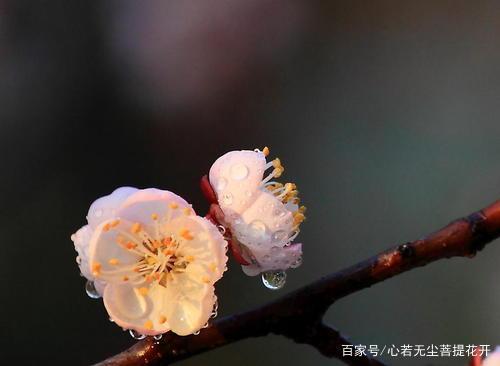 花雨洒满天歌词