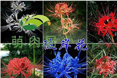 彼岸花多深的盆