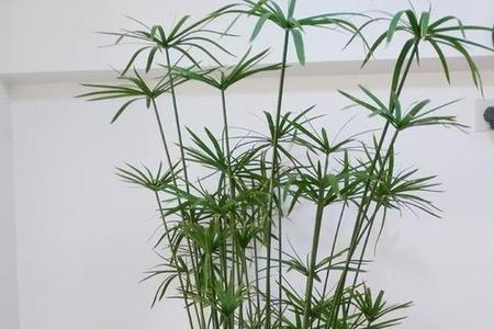 竹子缝隙大怎么解决