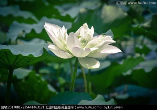 怎样识别白莲花