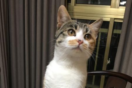 三花猫爱抓人咬人怎么办