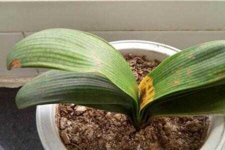 夏天君子兰中间叶为什么发黄