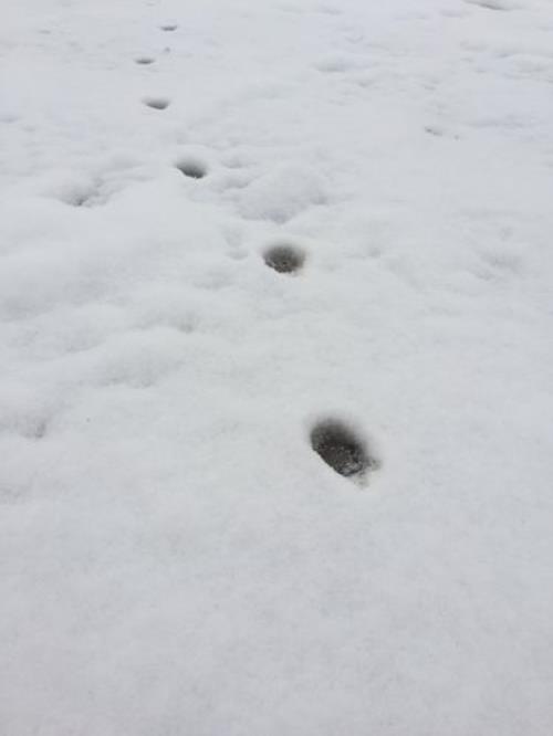 兔子脚印像什么