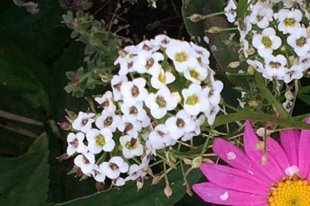 路边野花可以活几天