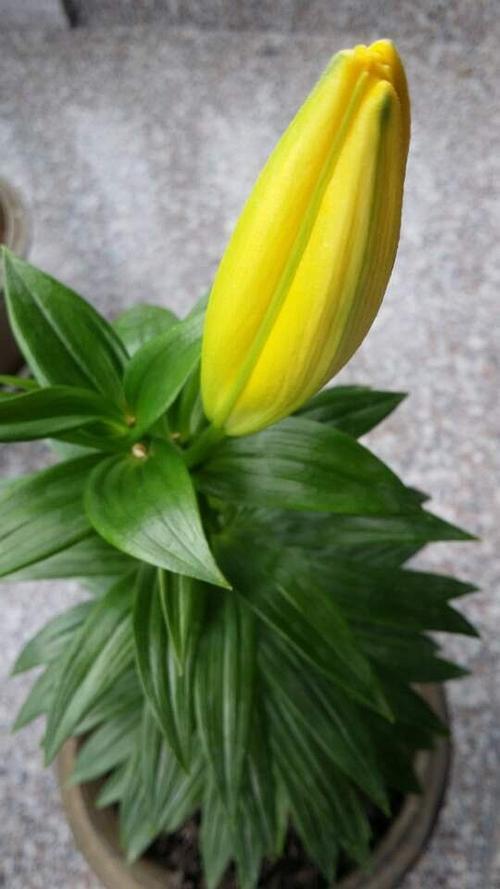 哭泣的百合花原唱是谁