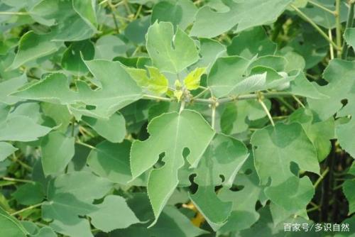 羊为什么不吃构树叶