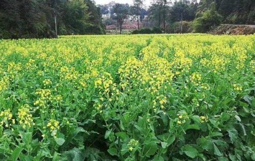 227斤油菜籽出油率多少