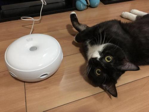 猫为什么胆小