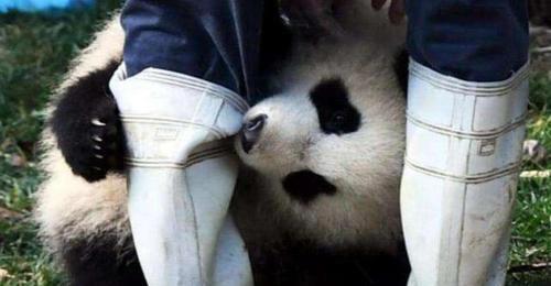 熊猫狐会咬人吗