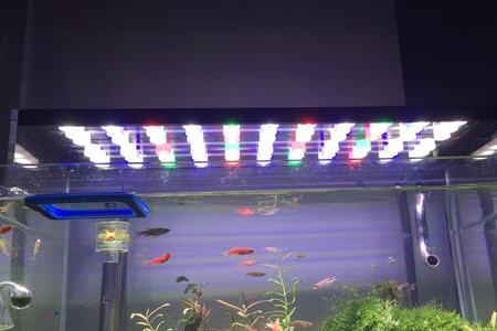 一米鱼缸用长条灯还是圆灯好