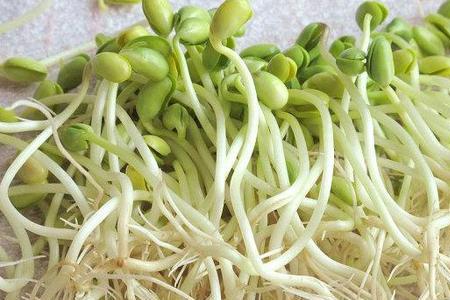 生豆芽是豆子厚点好还是薄点好