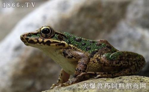 野生青蛙到家可以活多久