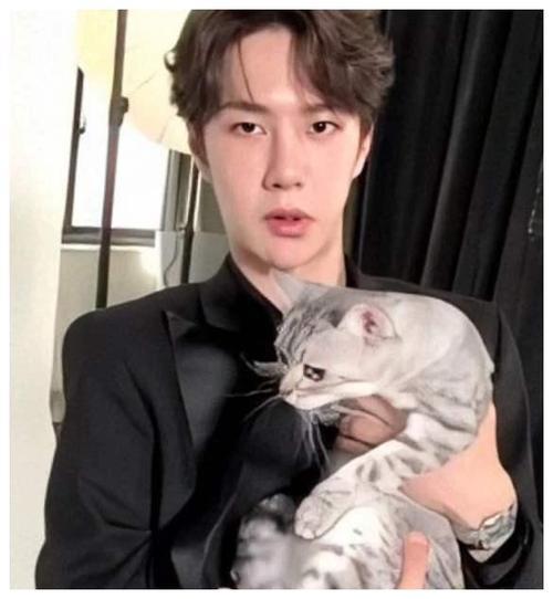 王一博的猫什么品种