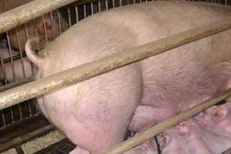 猪一般要多大才有生理期