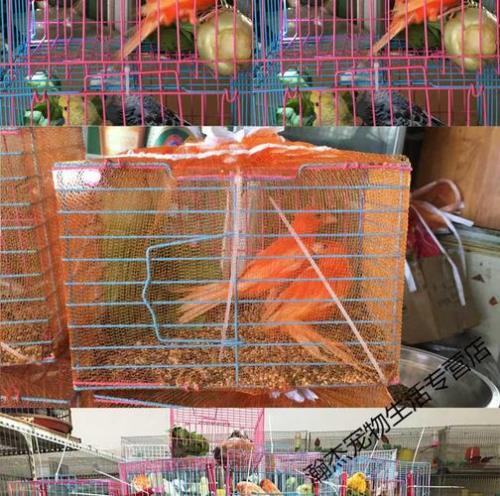 红玉鸟和红桂皮哪个贵