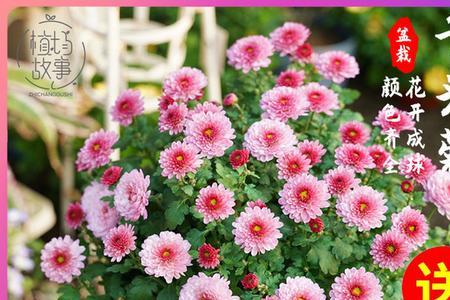 9月适合买菊花小苗吗
