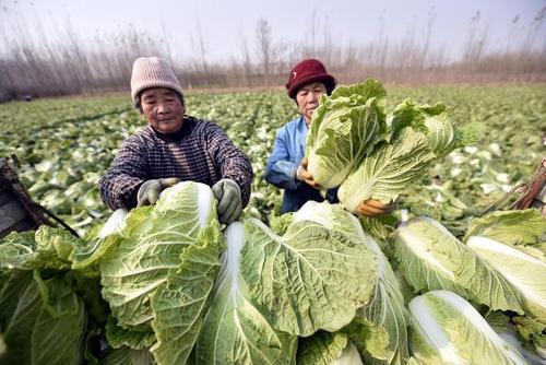 徐州地区大白菜的播种时间